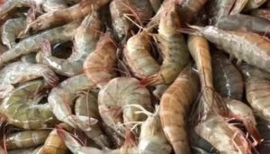 Shrimp