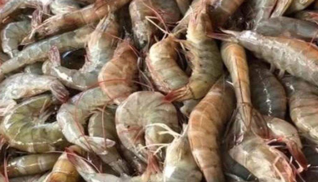 Shrimp
