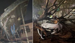 Tree Fall Incidents Reported Across City