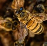 Pune: Resident Approaches Police After Bee Attack During Beehive Removal in Dhankawadi, Alleges Negligence