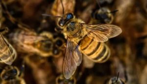 Bees