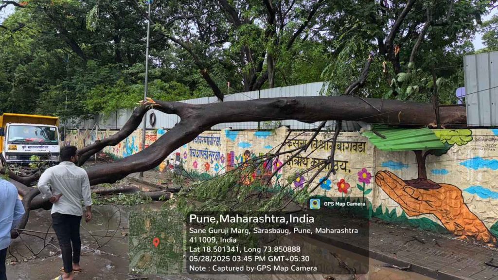 Fear Grows in Pune as Tree Collapse Complaints Pile Up