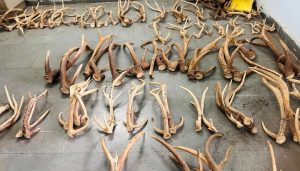 Katraj Zoo Disposes of 176 Deer Antlers