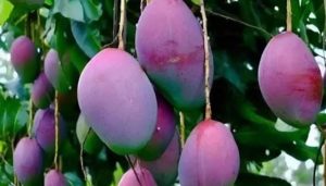 Miyazaki Mango