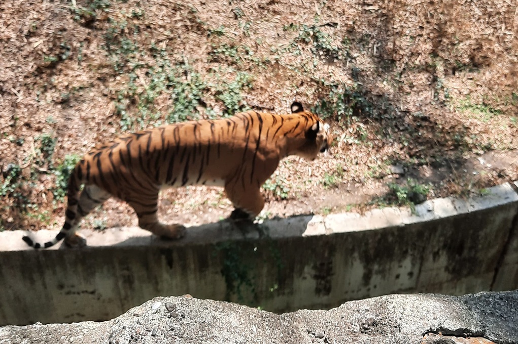 Tiger at Katraj Zoo