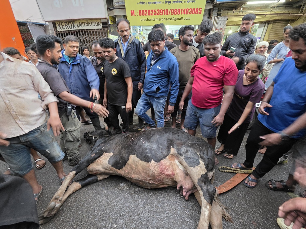 rescued cow