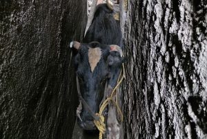 trapped cow