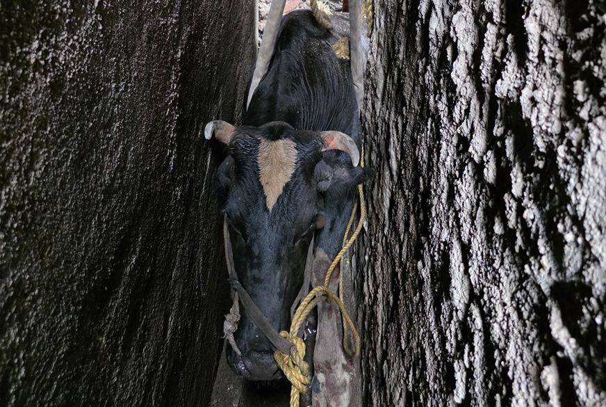 trapped cow