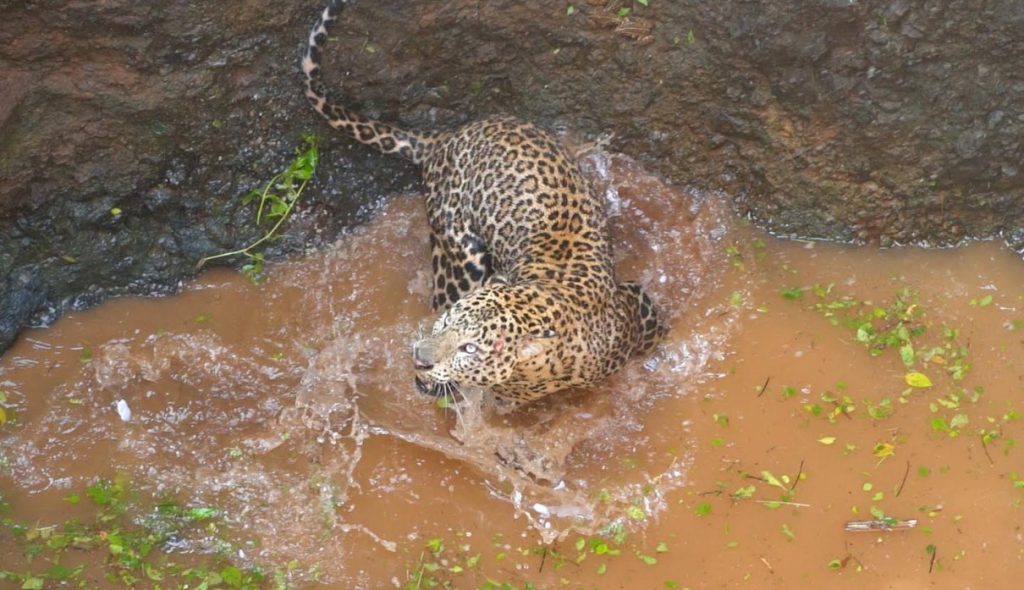6-Year-Old Leopard Rescued from 50-Foot Well in Junnar Forest Range