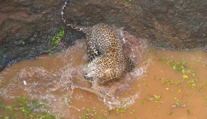 6-Year-Old Leopard Rescued from 50-Foot Well in Junnar Forest Range