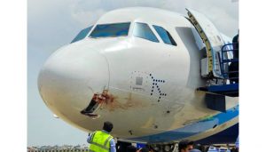Bird Strike Forces Emergency Landing of IndiGo Flight in Ranchi
