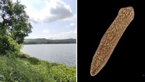 Dugesia punensis