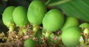 Golden Mango