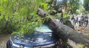 Heavy Rains and Gusty Winds Uproot Trees in Dhanori