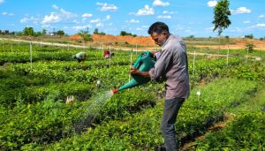 Tree-Based Agriculture