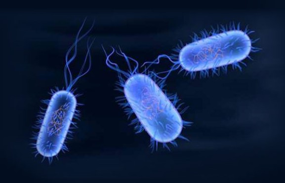Waterborne Diseases