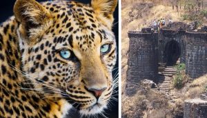leopard and Sinhgad