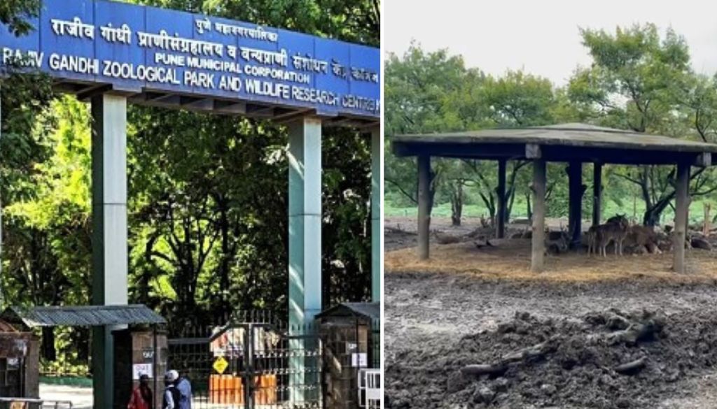 15 Deer Die Mysteriously at Pune’s Rajiv Gandhi Zoological Park