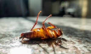 Cockroach