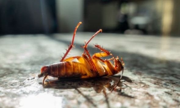 Cockroach