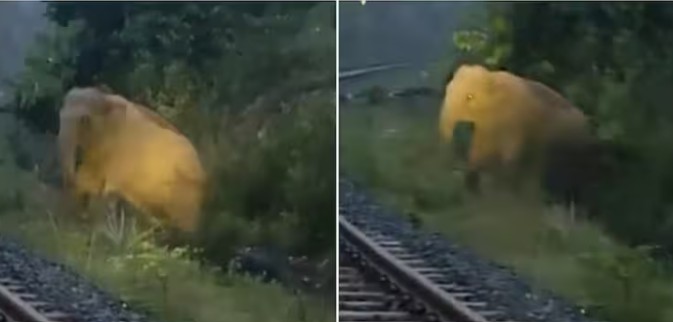 Elephant Gives Birth on Railway Track in Jharkhand