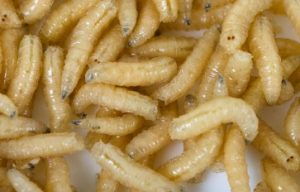 Maggots