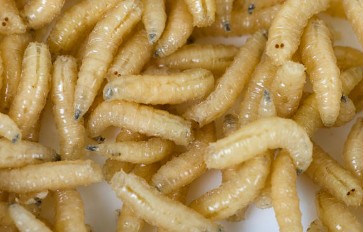 Maggots