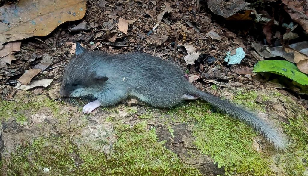 Malabar Spiny Tree Mouse