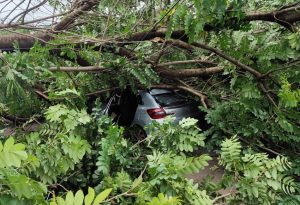 Tree falls on car passengers trapped