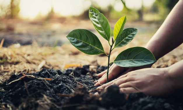 Tree plantation