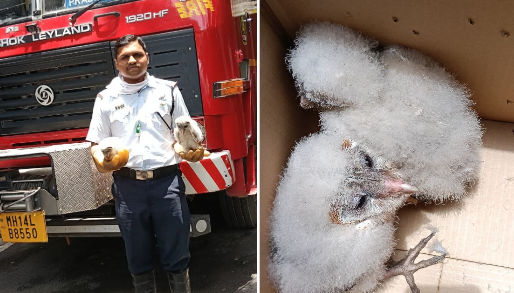 Two Owl Chicks Safely Rescued by PCMC Fire Brigade