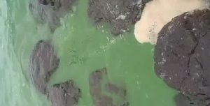 Water in Bhatghar Dam Turns Green Briefly
