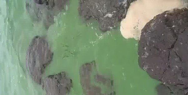 Water in Bhatghar Dam Turns Green Briefly
