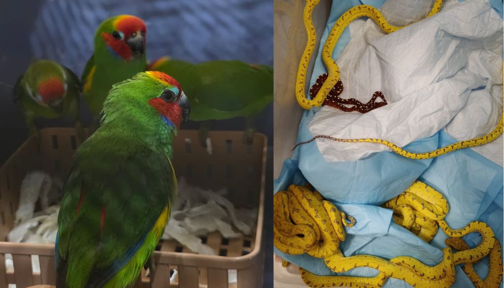 Wildlife Smuggling Foiled at Pune Airport
