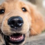 Pimpri Chinchwad: FIR Filed After Two Senior Citizens Bitten by Pet Dog at Charholi Housing Society