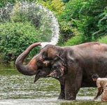 Elephant Madhuri Set to Return to Kolhapur After Nearly a Year at Vantara