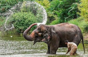 Madhuri Elephant