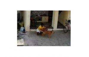 Man Booked for Allegedly Sexually Abusing Stray Dog in Pune