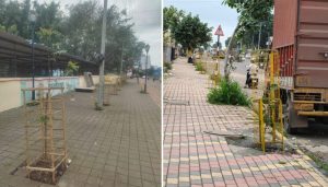 Native Tree Every 10 Metres to Make the City Greener