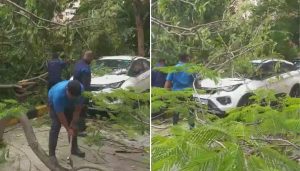 Old Tree Falls on Vehicles in Sinhgad PMI Society
