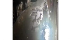 Stray Dog Attack in Pimpri-Chinchwad Sparks Fear