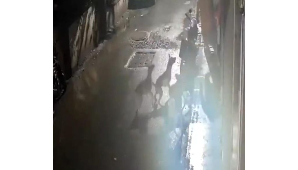 Stray Dog Attack in Pimpri-Chinchwad Sparks Fear