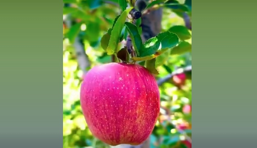 apple
