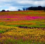 Kaas Plateau: Maharashtra’s ‘Valley of Flowers’ Prepares to Welcome Visitors Amid Strict Conservation Measures