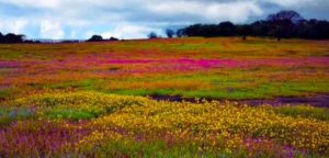 Kaas Plateau