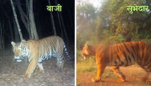 Kolhapur Locals Name Tigers
