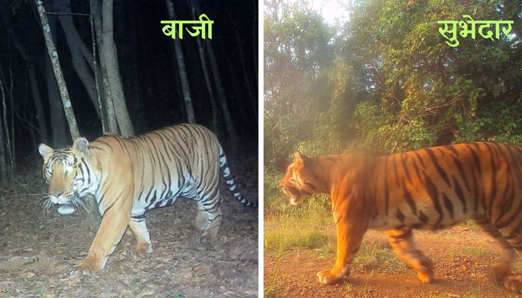 Kolhapur Locals Name Tigers