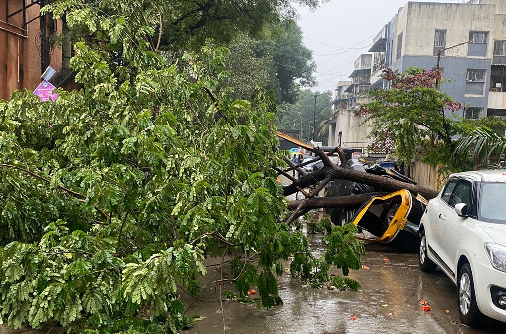 Tree fall on autorickshaw