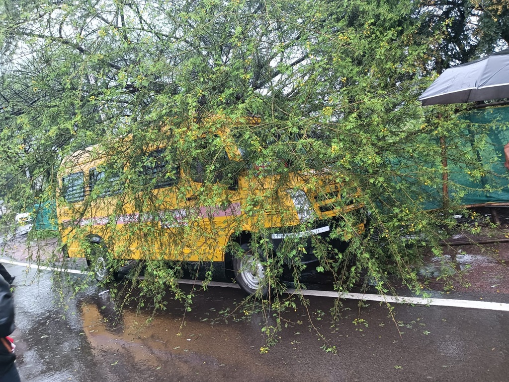 Tree fall on school van