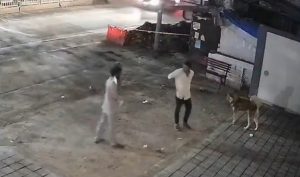 husky killed in nigdi